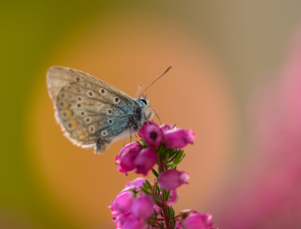 butterfly common blue common bläuling free photo
