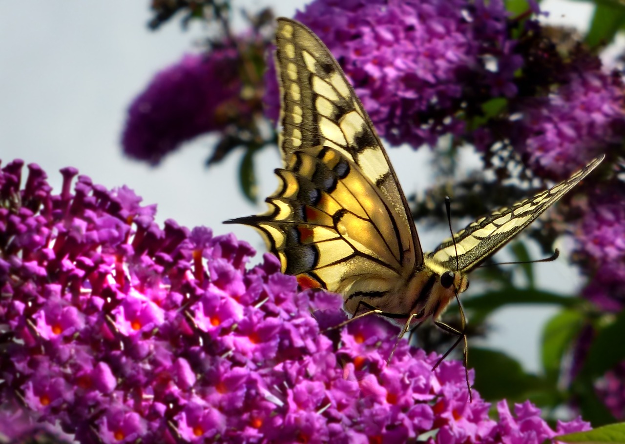 butterfly dovetail summer lilac free photo