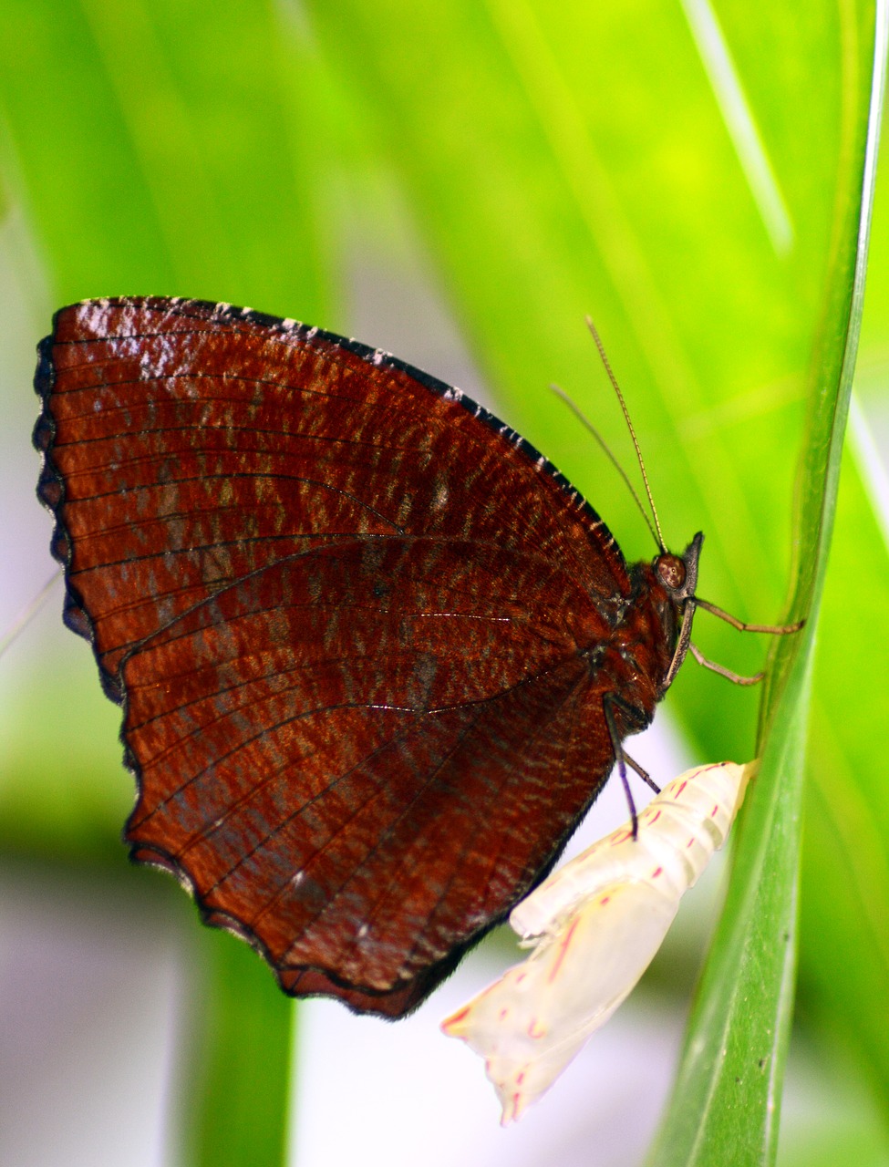 butterfly insect moth free photo