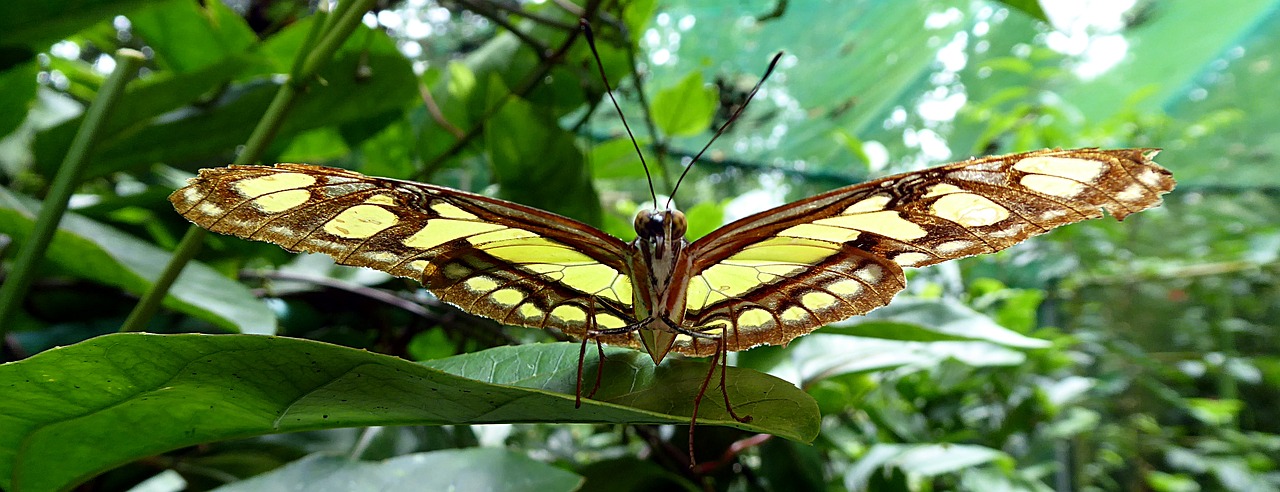 butterfly lepidoptera costa rica free photo