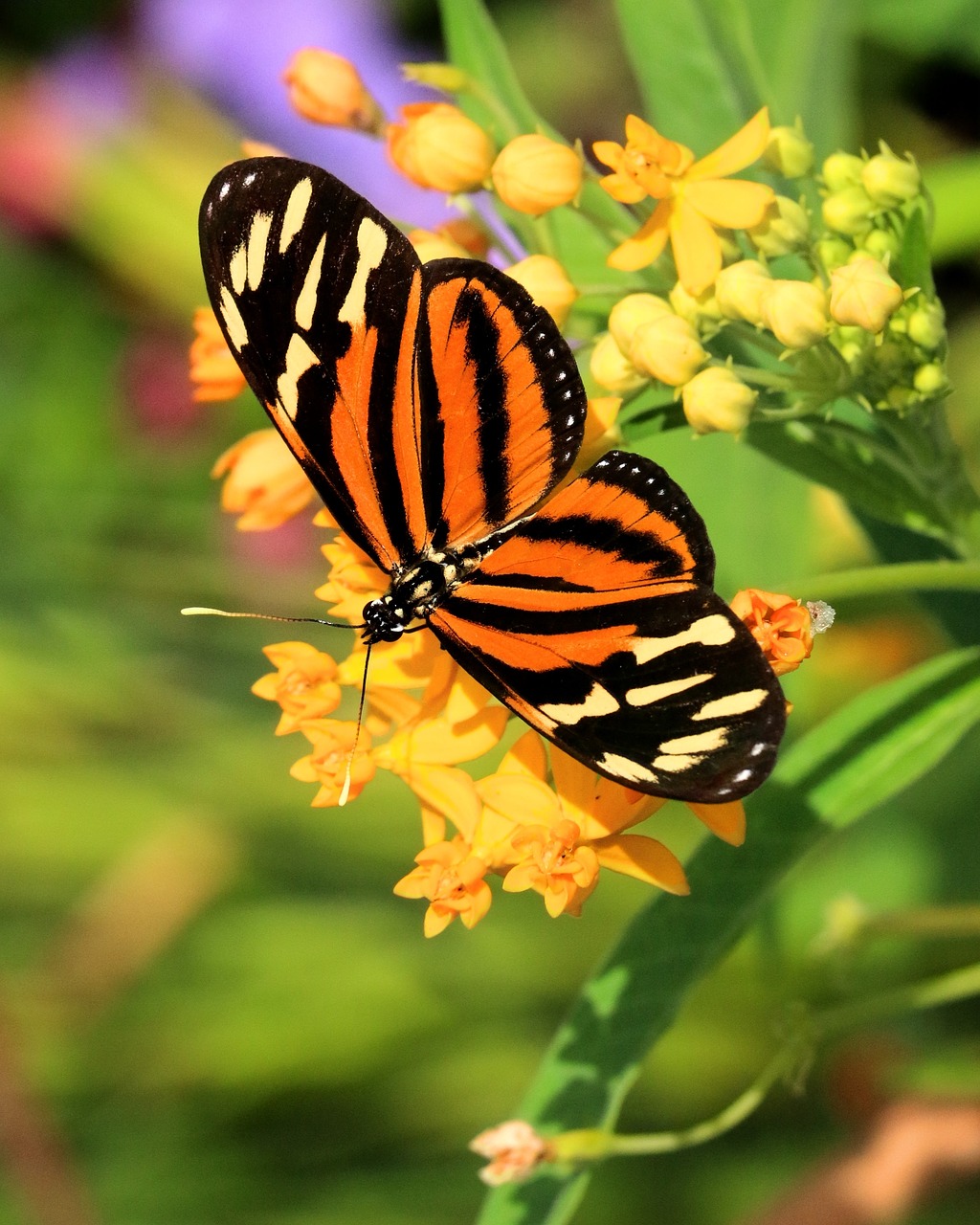 butterfly insect wings free photo