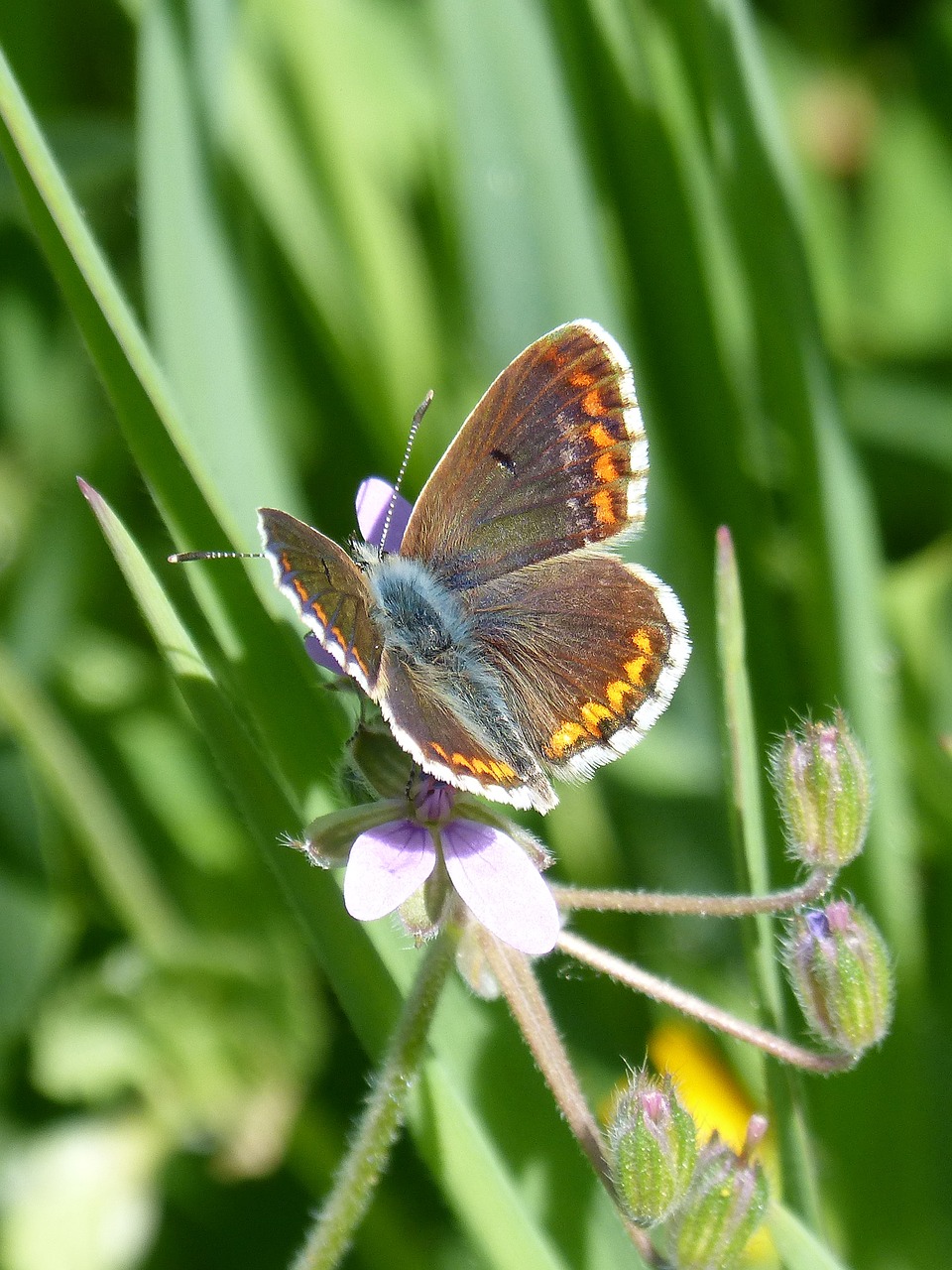 butterfly aricia cramera brunette free photo