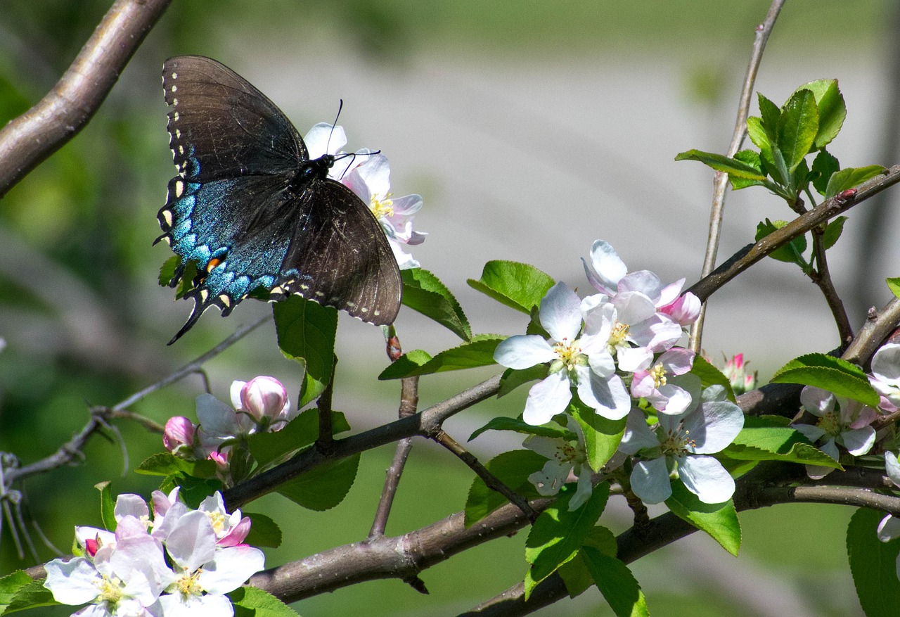 butterfly apple apple blossom free photo