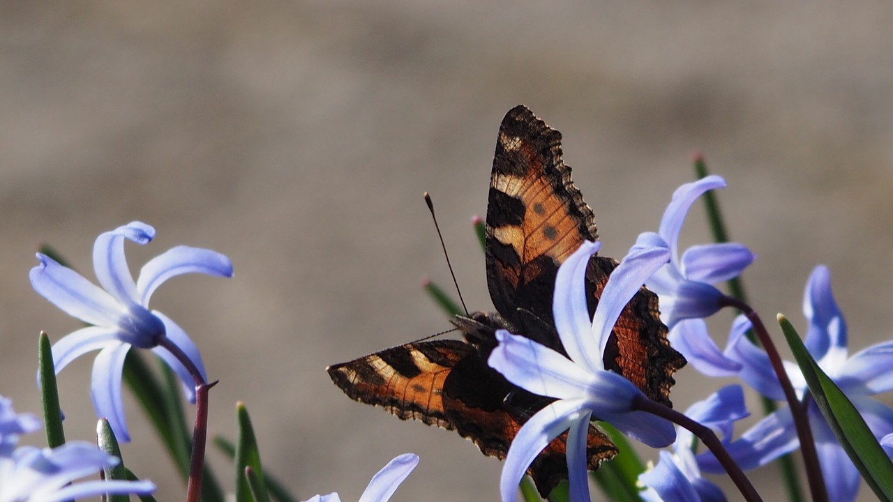 butterfly spring nature free photo