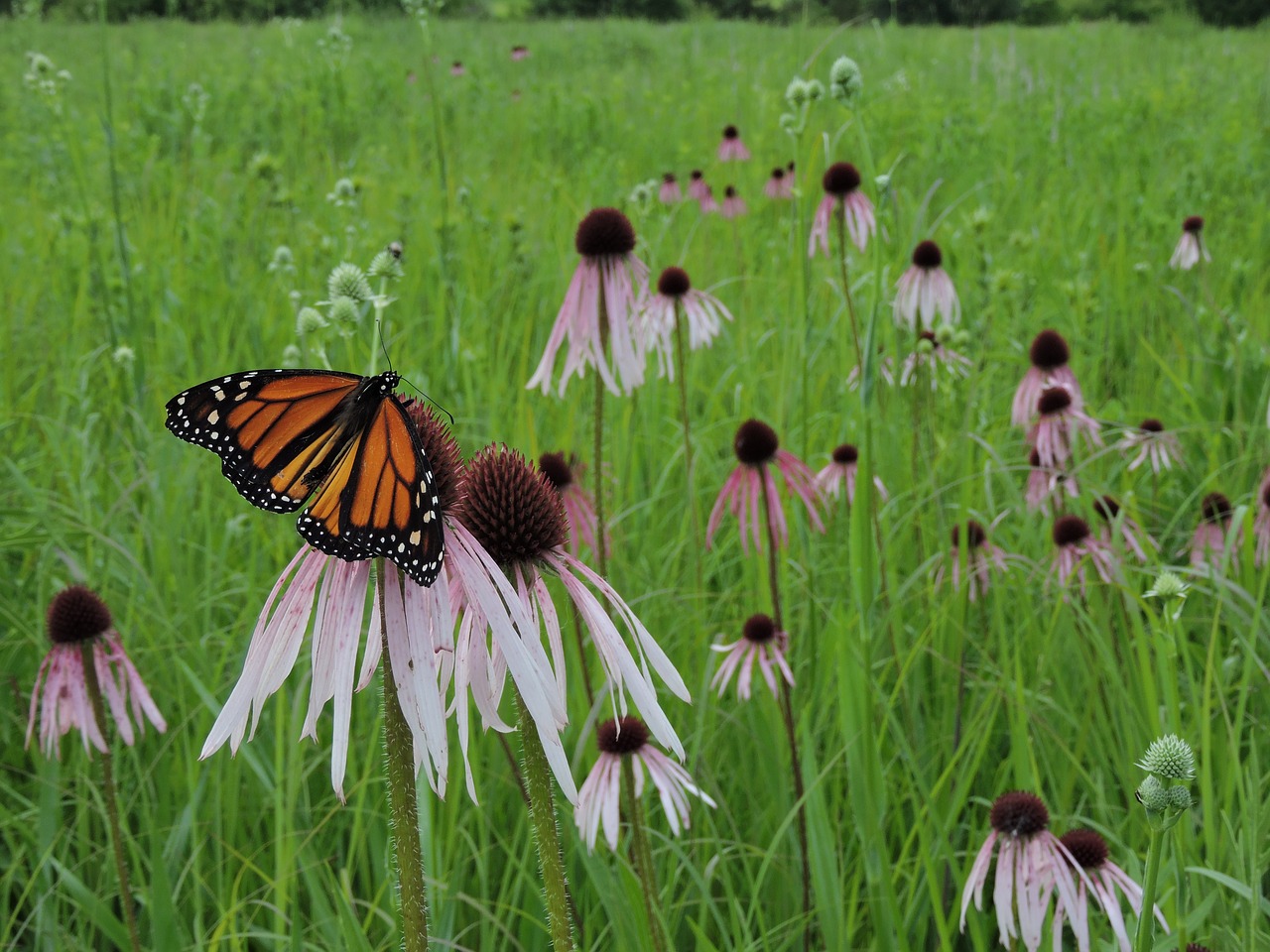 butterfly monarch field free photo