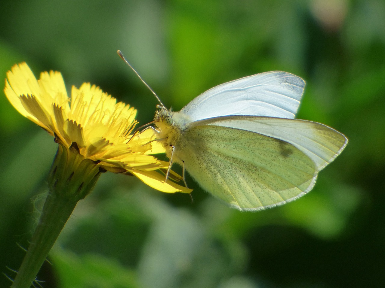 butterfly white butterfly libar free photo