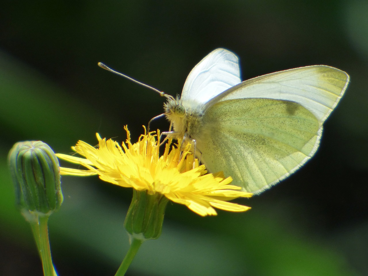 butterfly white butterfly libar free photo