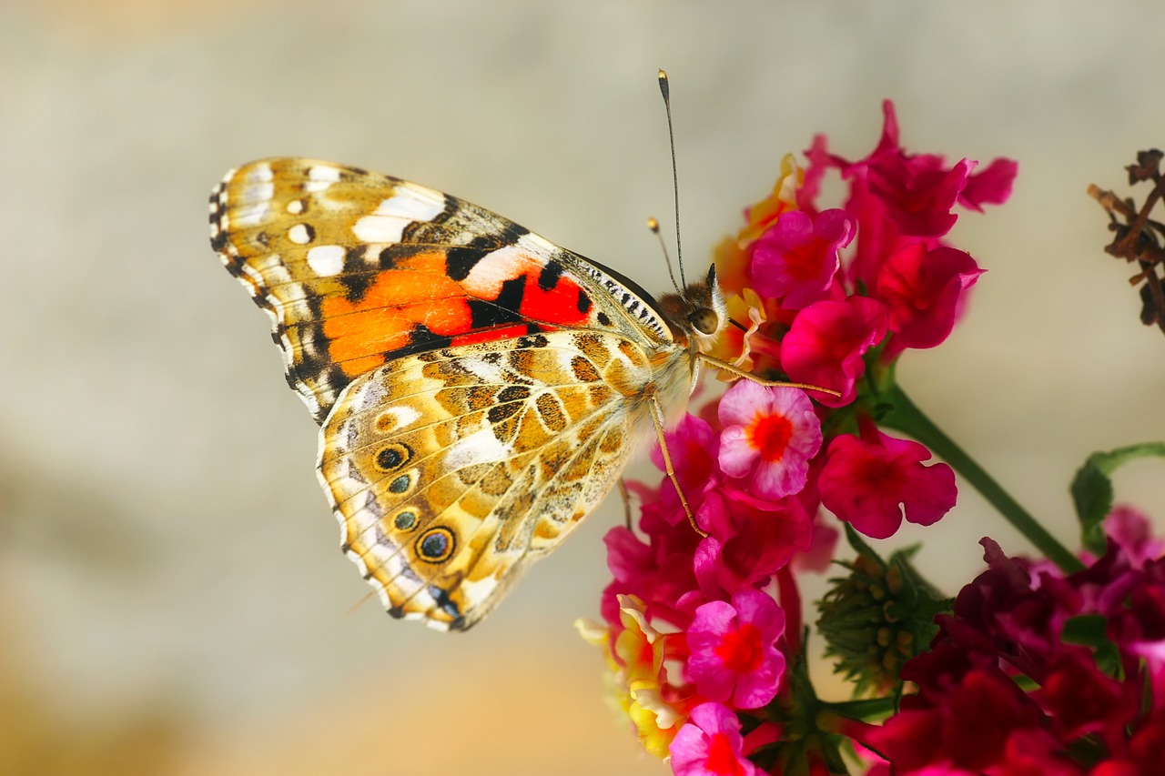 butterfly insect macro free photo