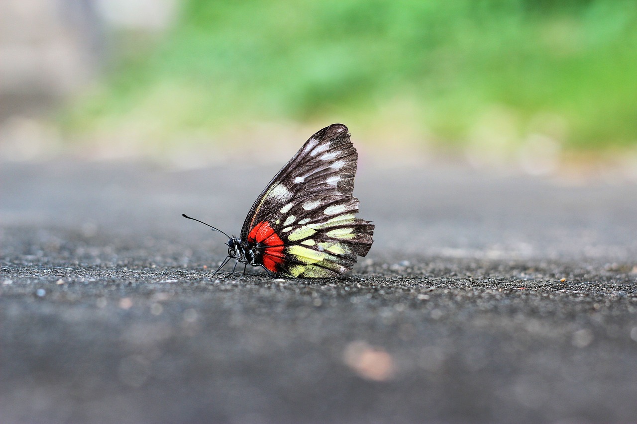 butterfly static landscape free photo