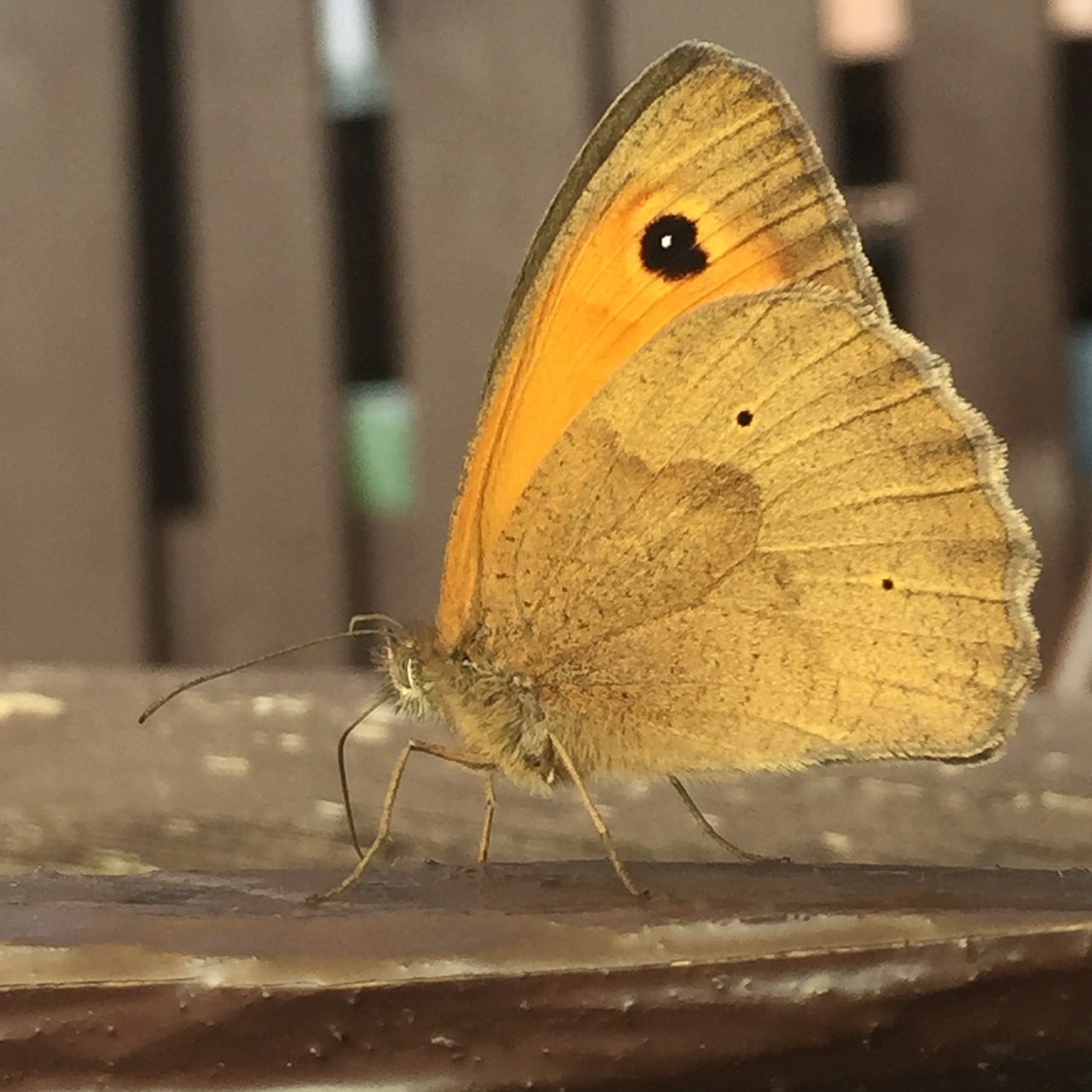 butterfly summer nature free photo