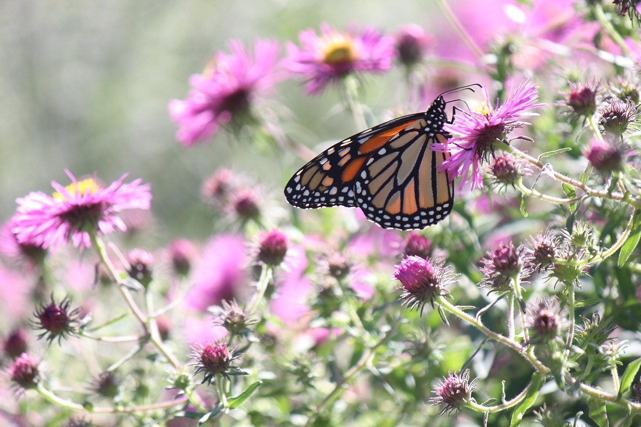 butterfly flower insect free photo