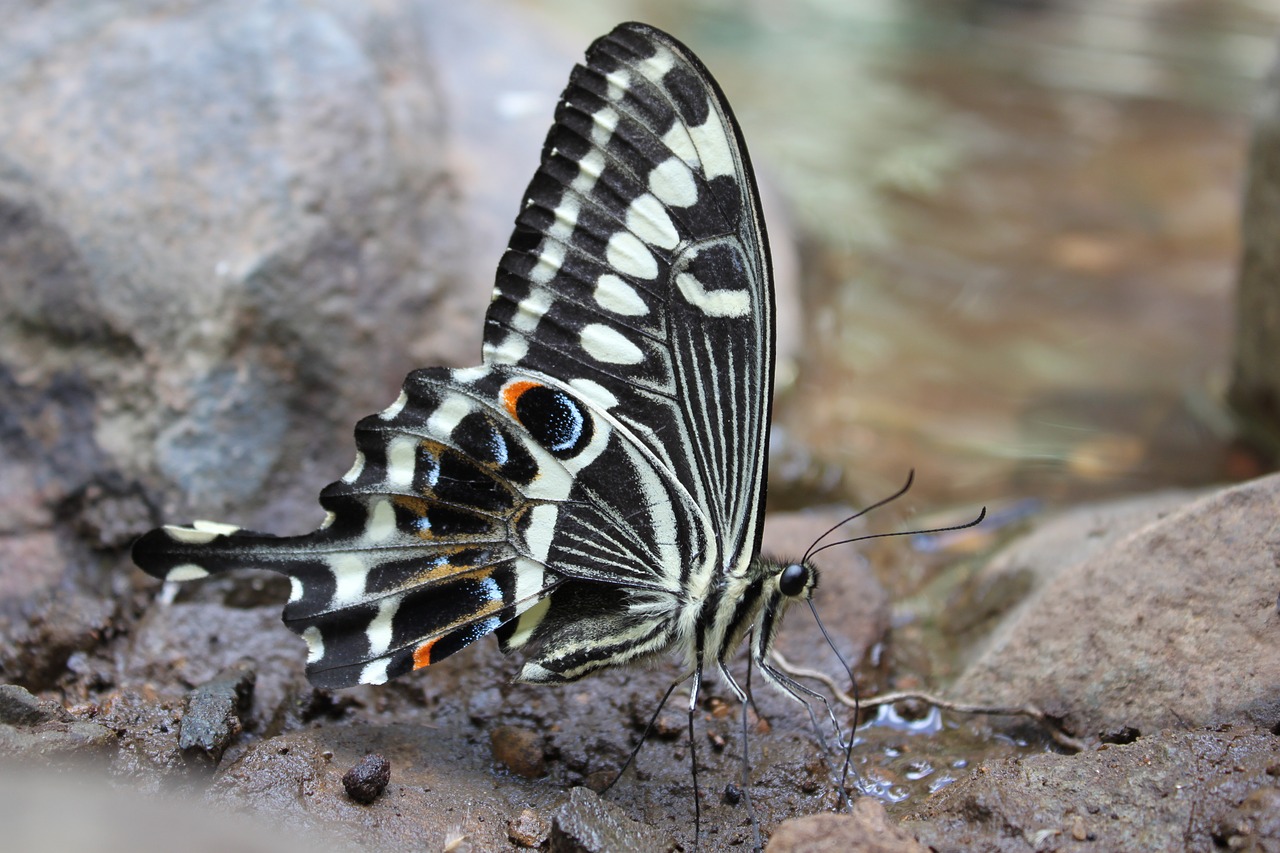 butterfly swallowtail insect free photo