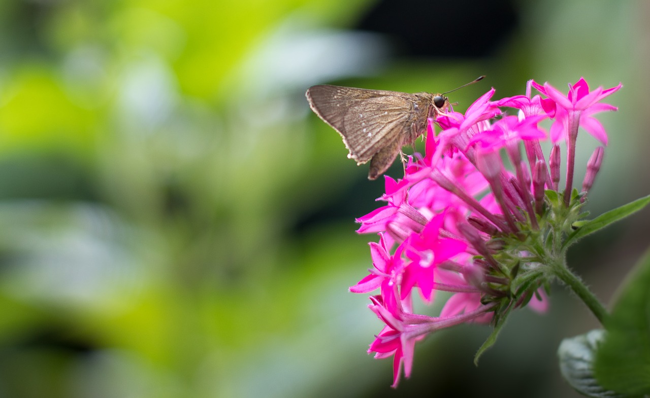 butterfly moth buds free photo