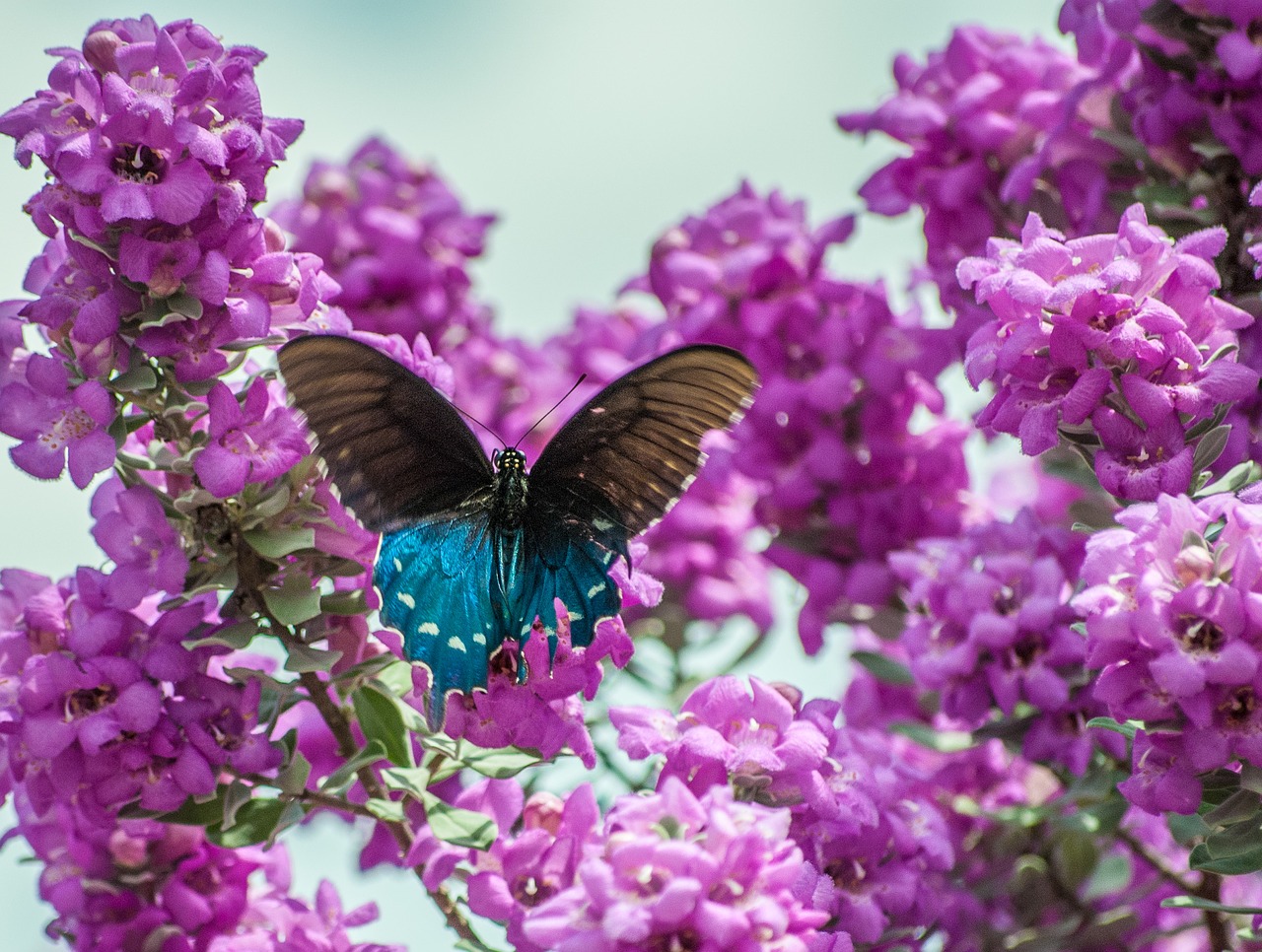 butterfly texas sage sage free photo