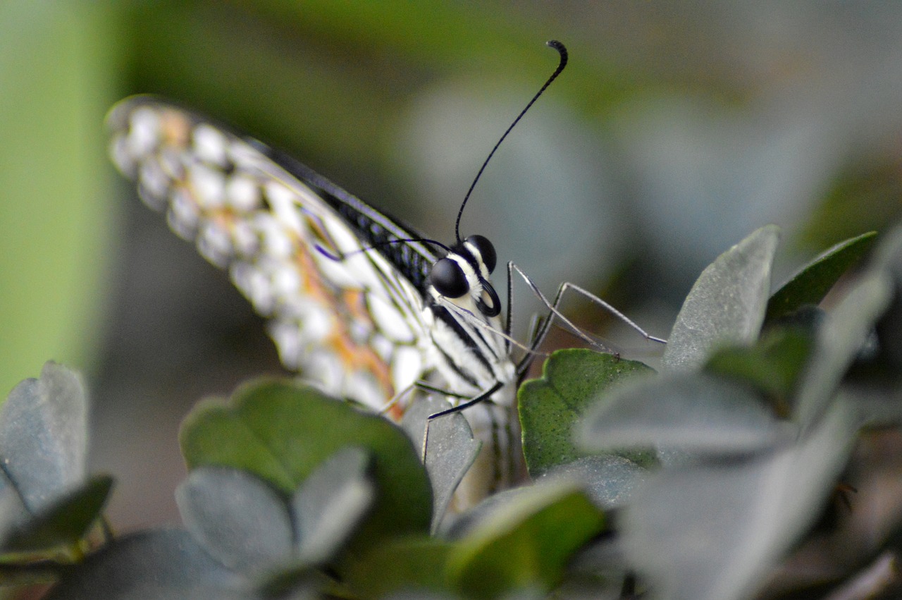 butterfly forest insect free photo