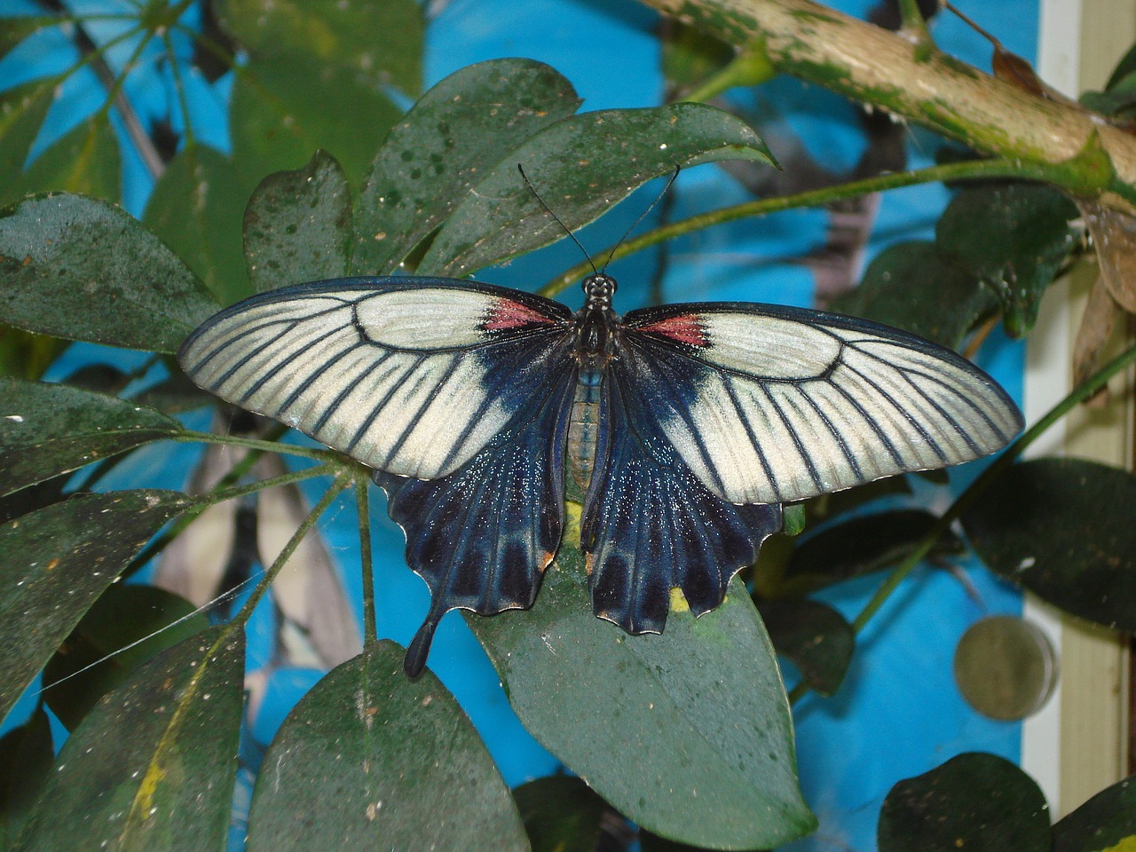 butterfly white blue free photo