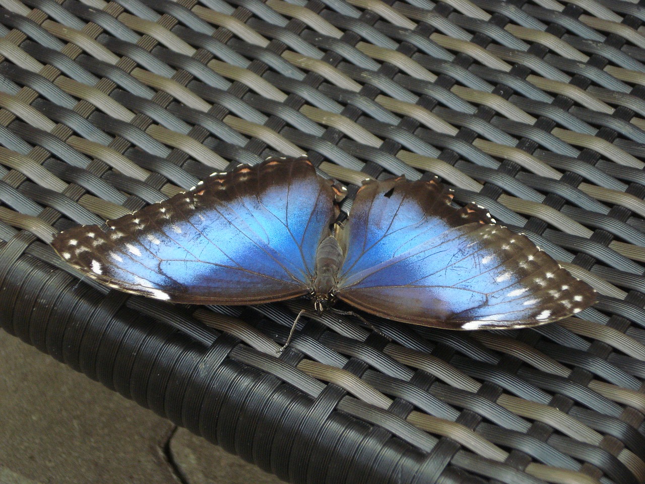 butterfly blue insect free photo