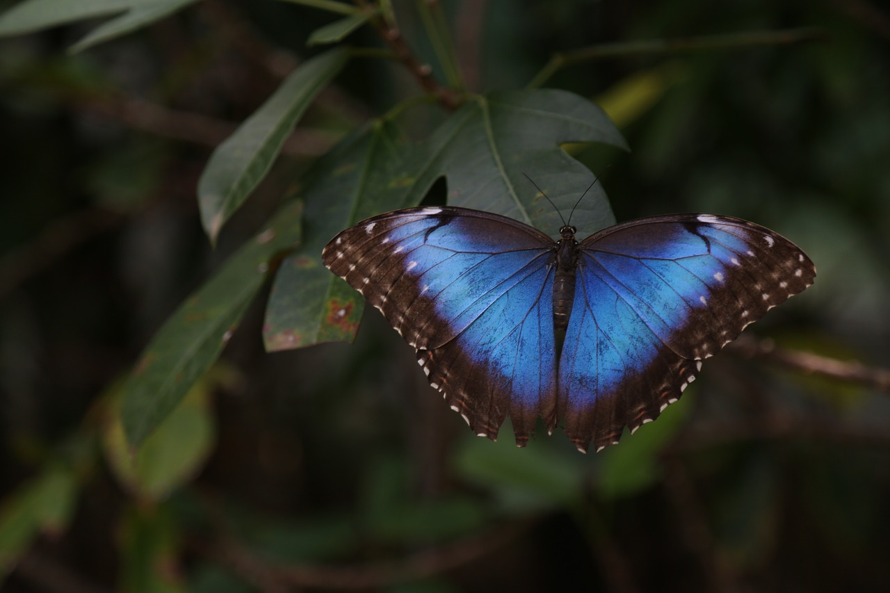 butterfly green garden free photo