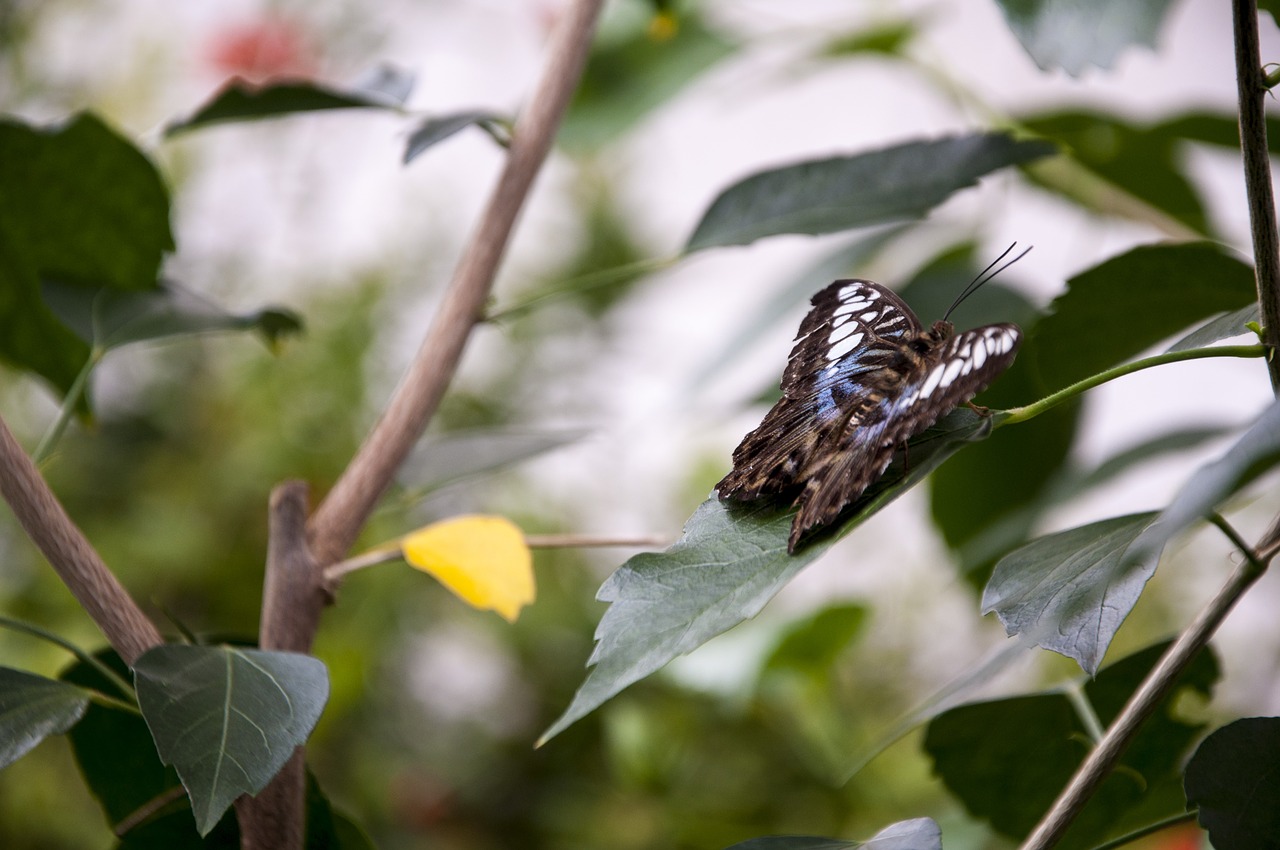 butterfly animal nature free photo