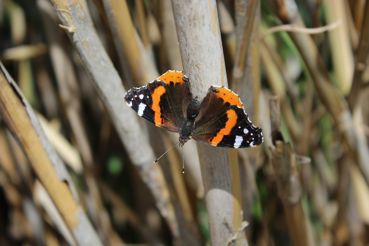 butterfly nature insect free photo