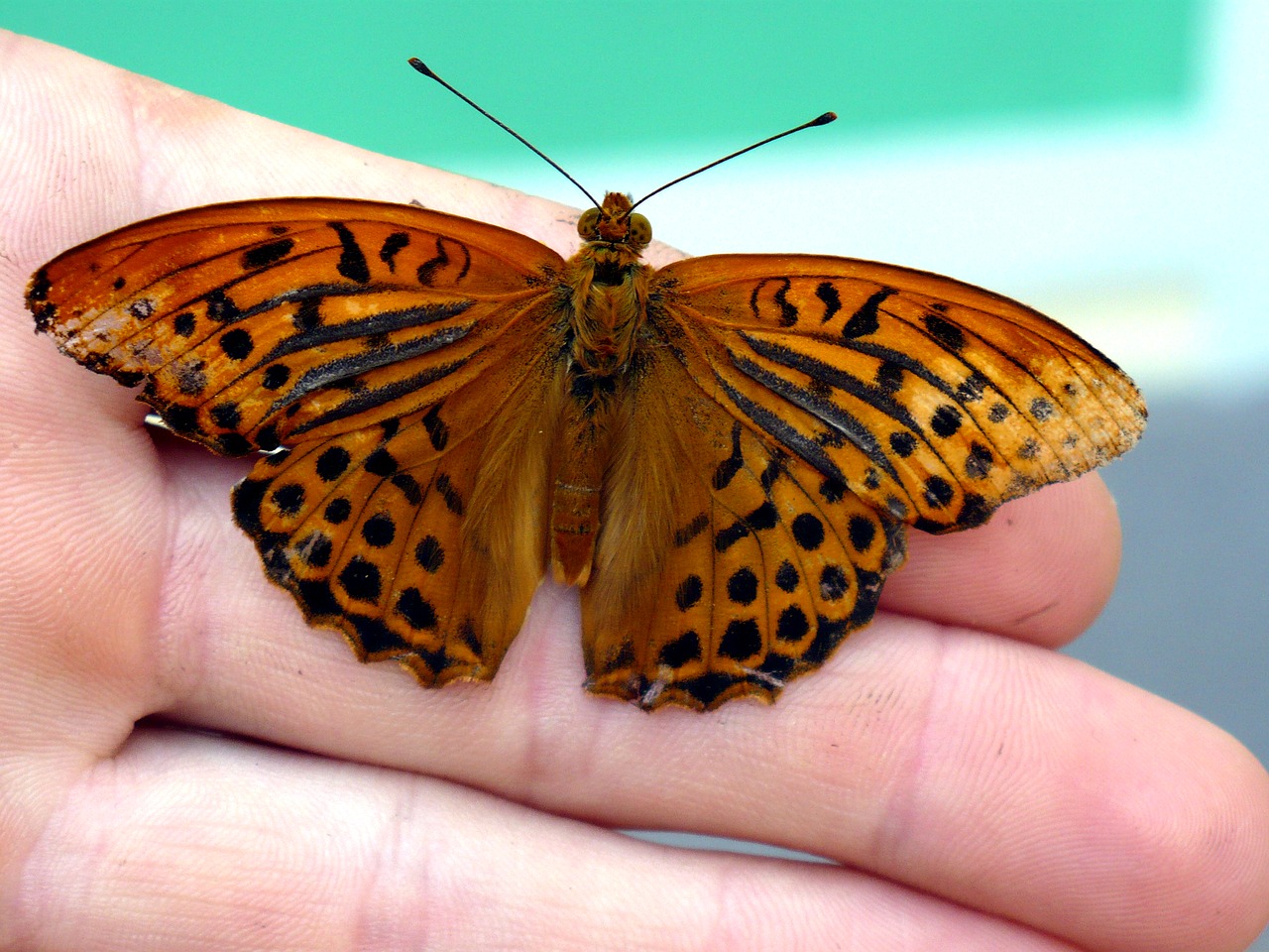 butterfly hand insect free photo