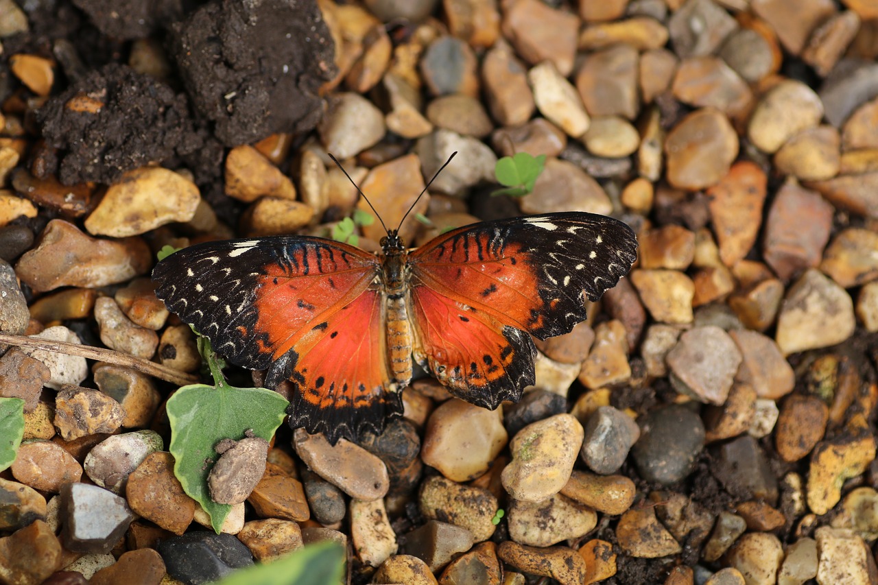 butterfly spring new forest free photo