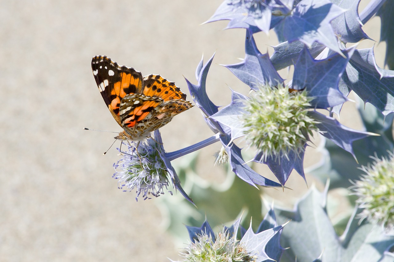 butterfly thistle insect free photo