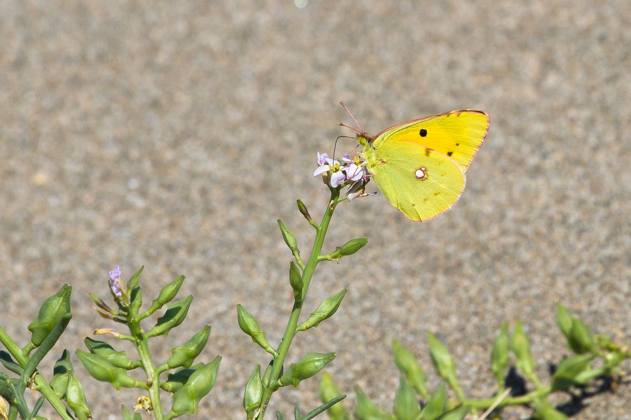 butterfly summer close free photo