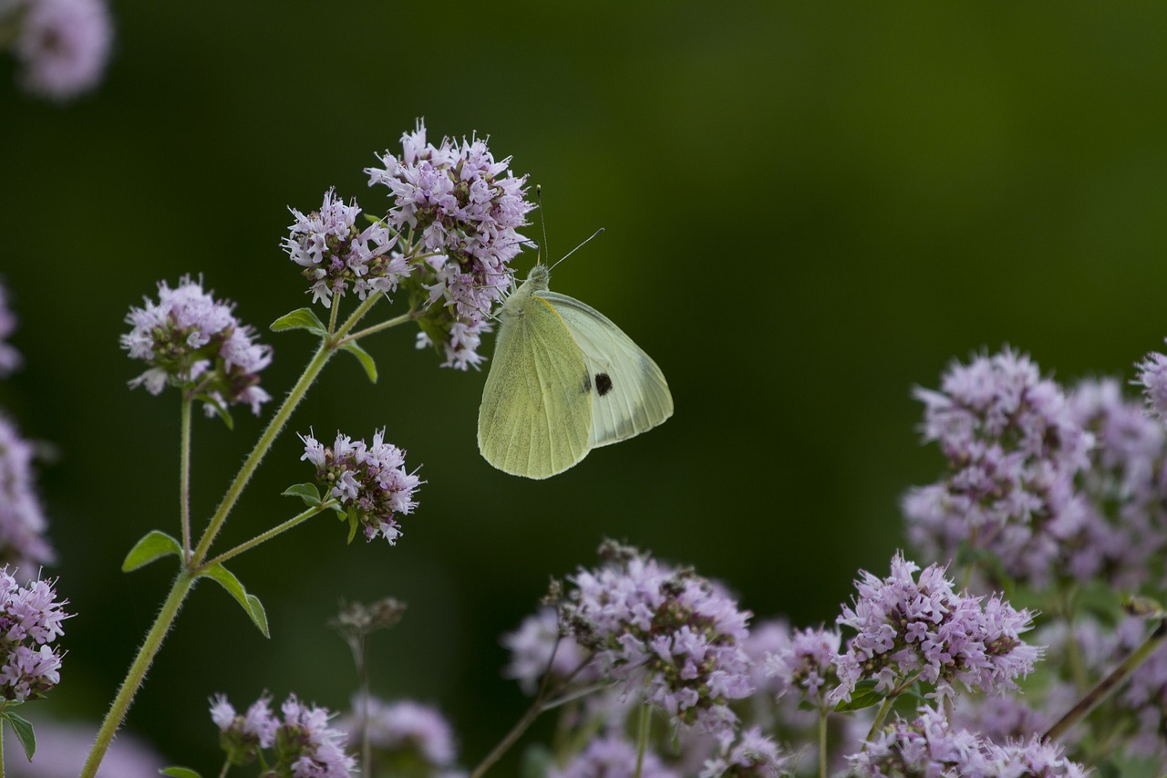 butterfly white flowers free photo