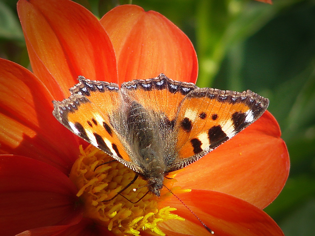 butterfly peacock animal free photo