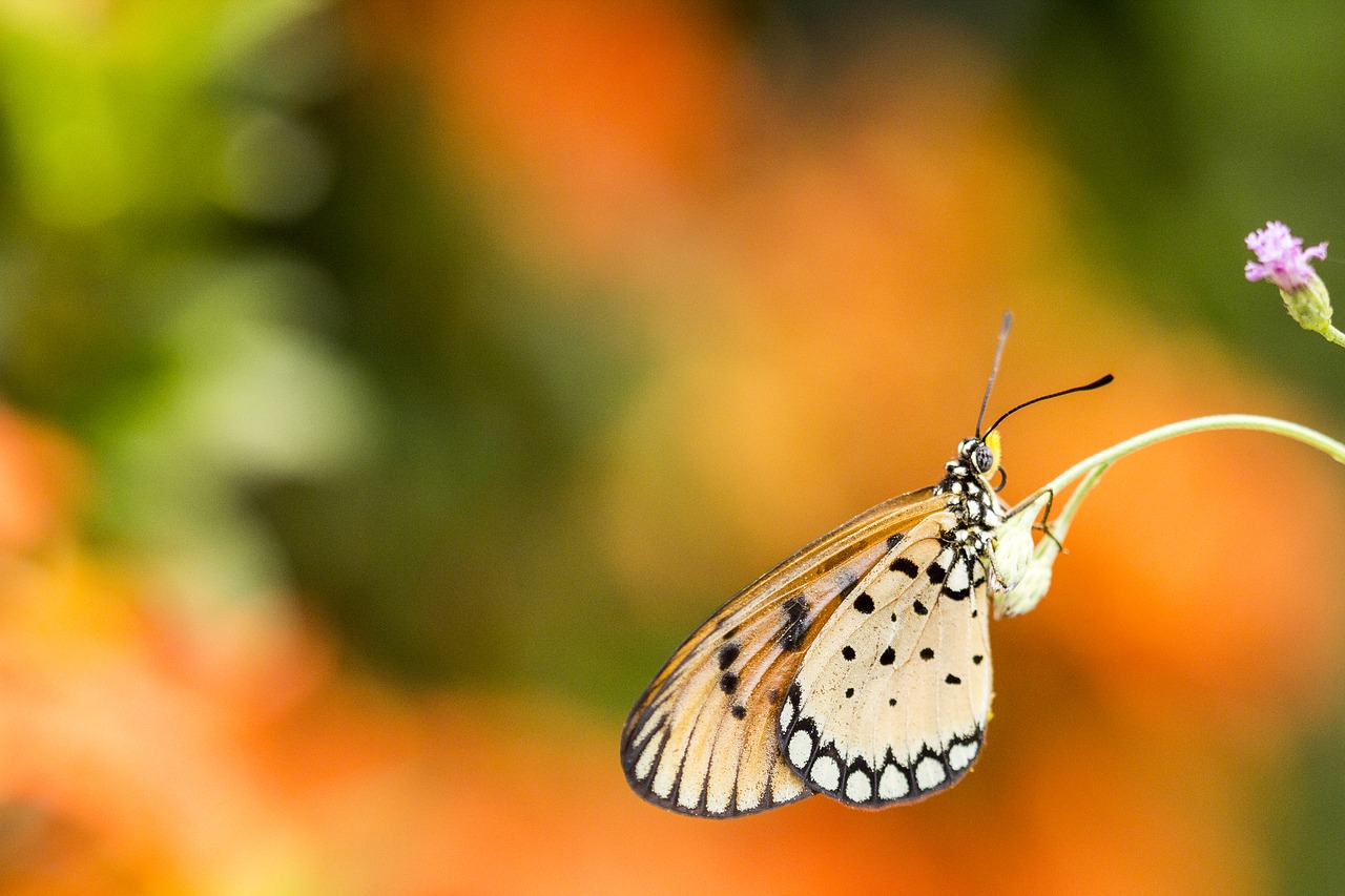 butterfly macro insect free photo