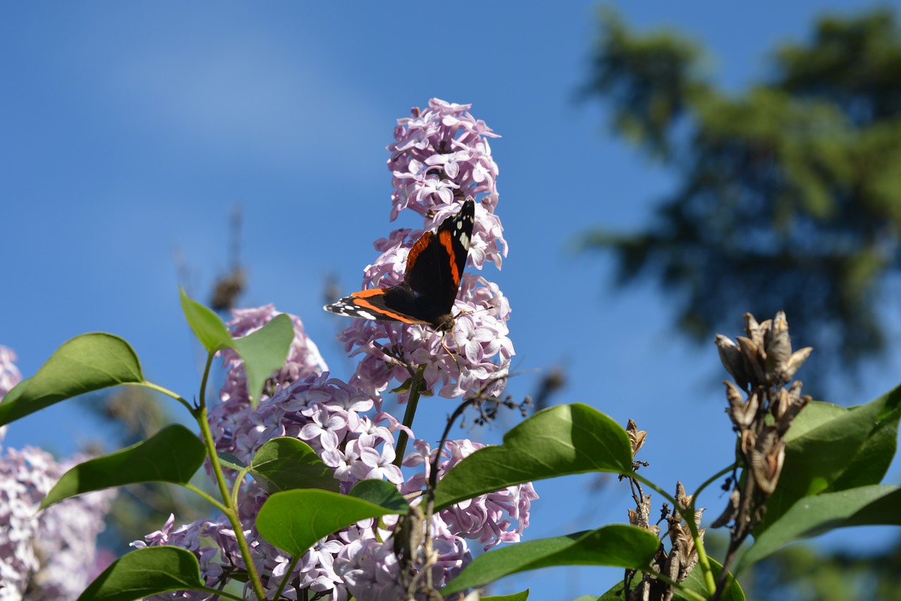 butterfly insects garden free photo