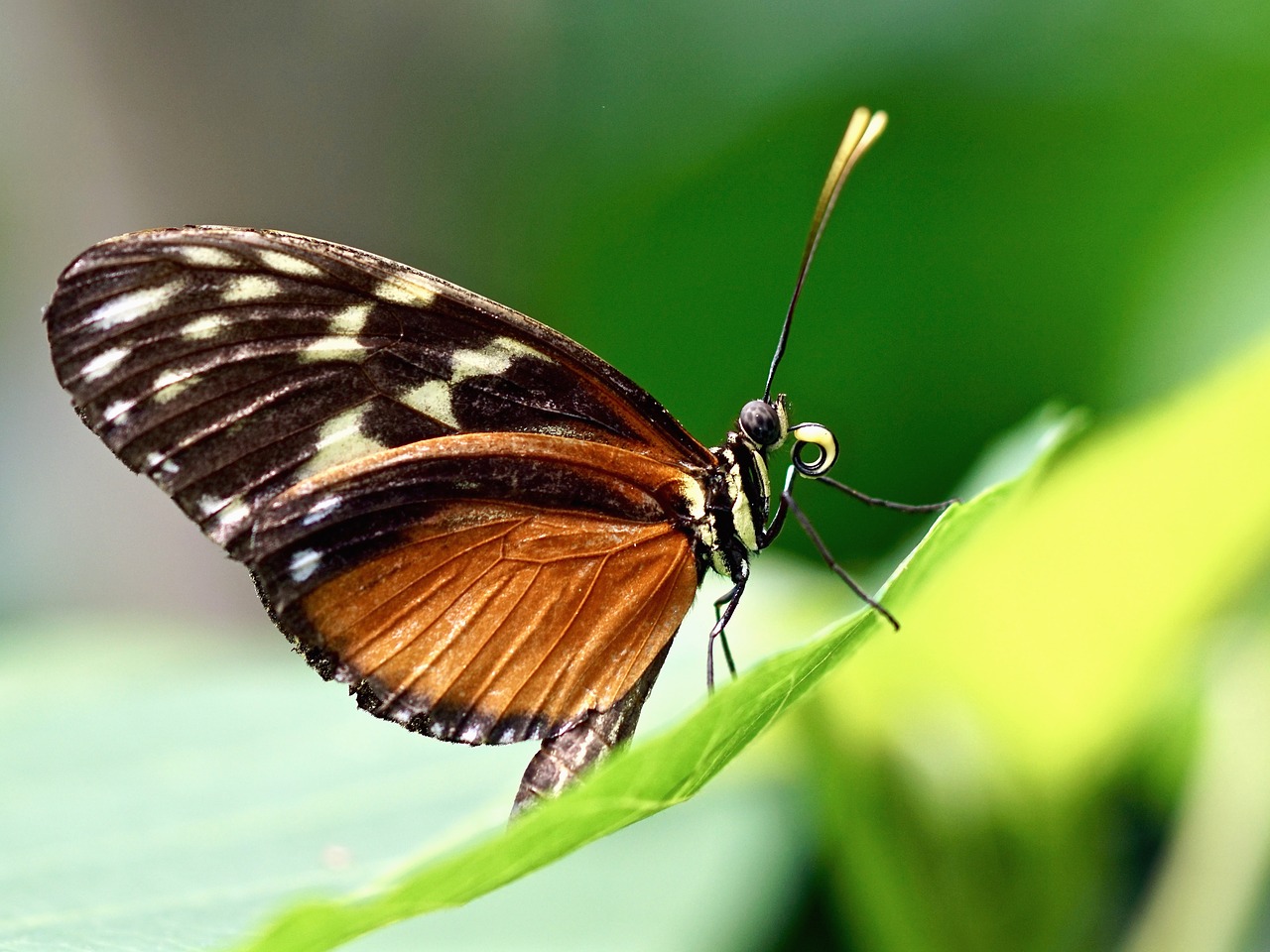 butterfly exotic insect free photo