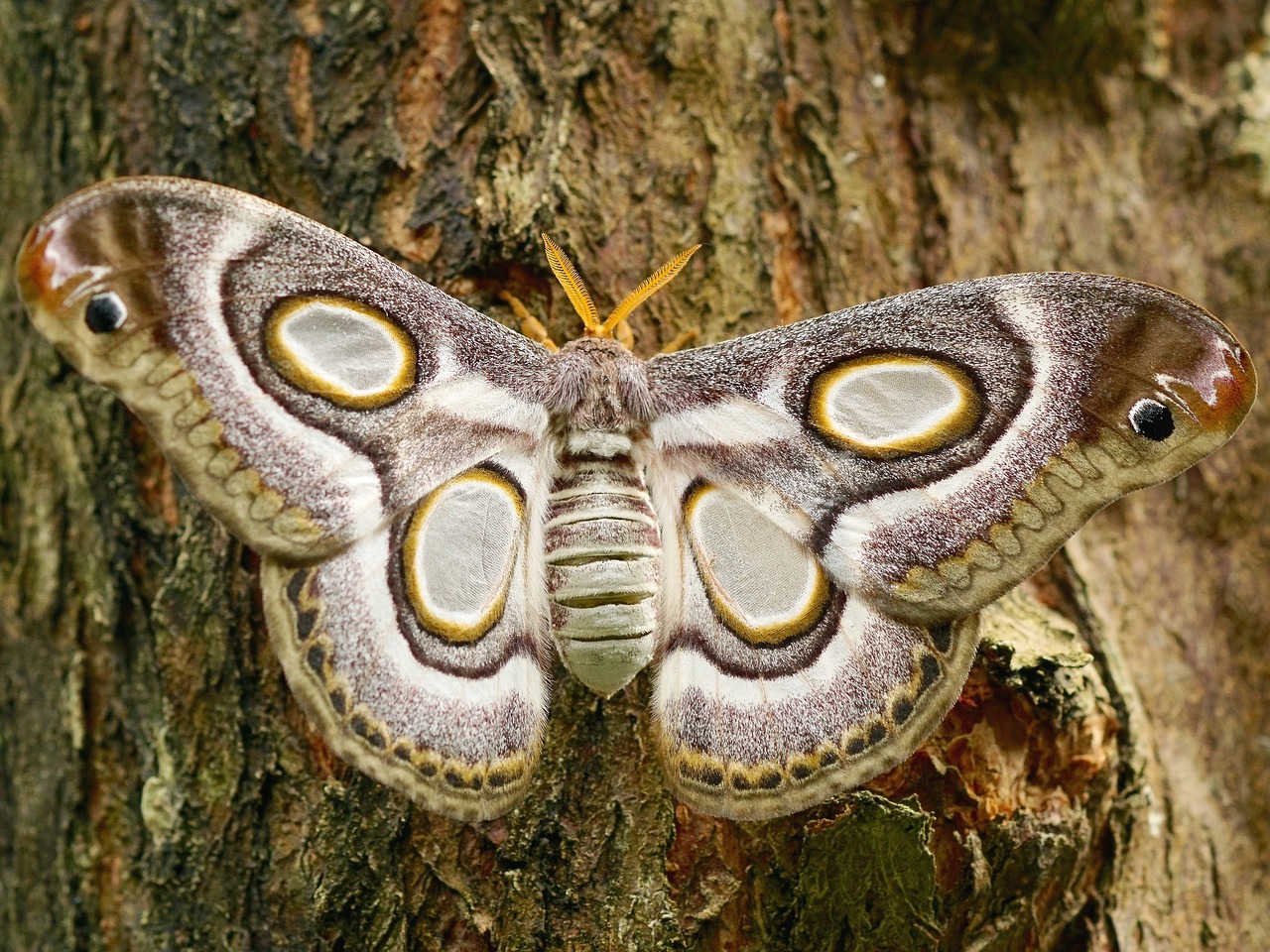 butterfly large insect free photo