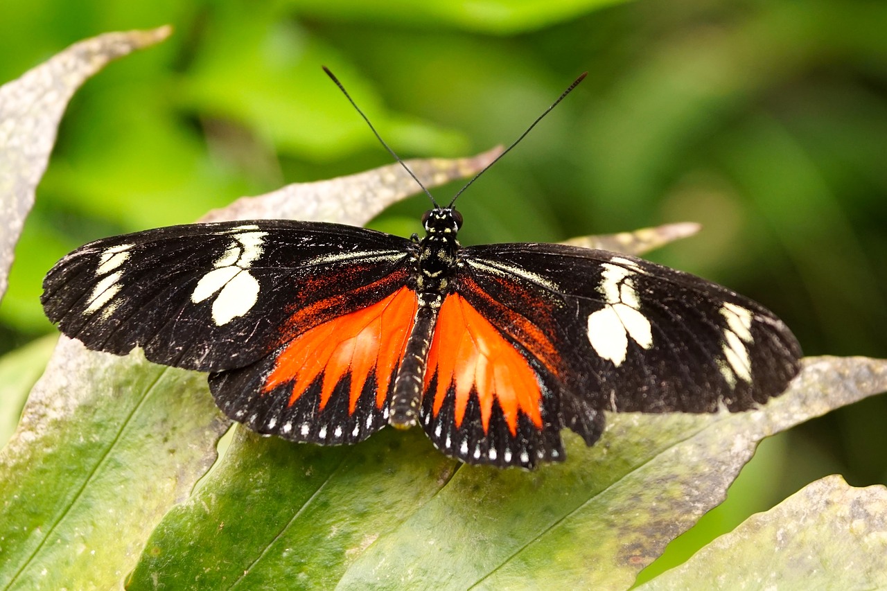 butterfly exotic insect free photo