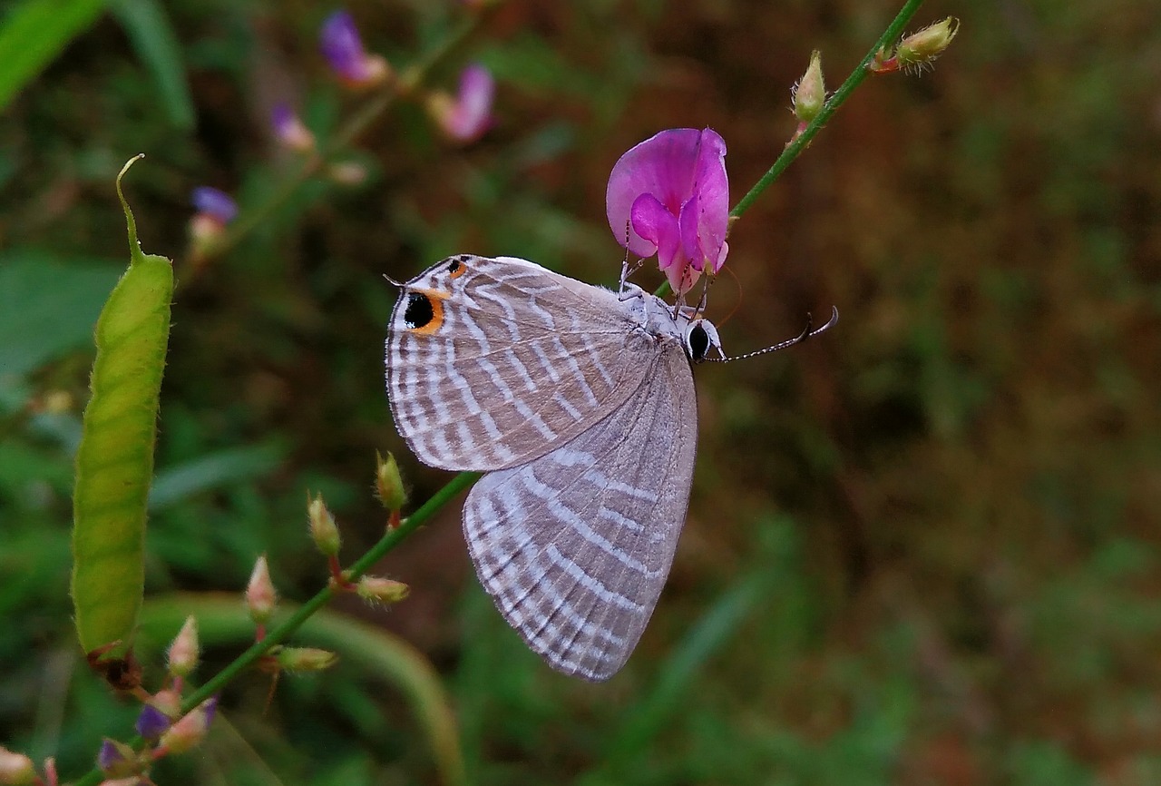 butterfly flower nature free photo