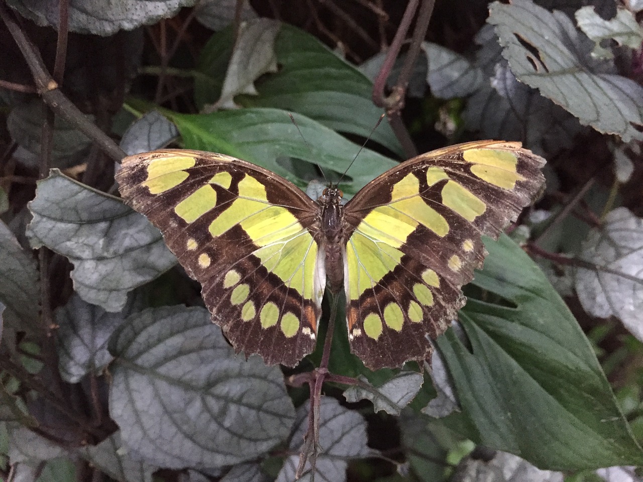 butterfly farm nature free photo