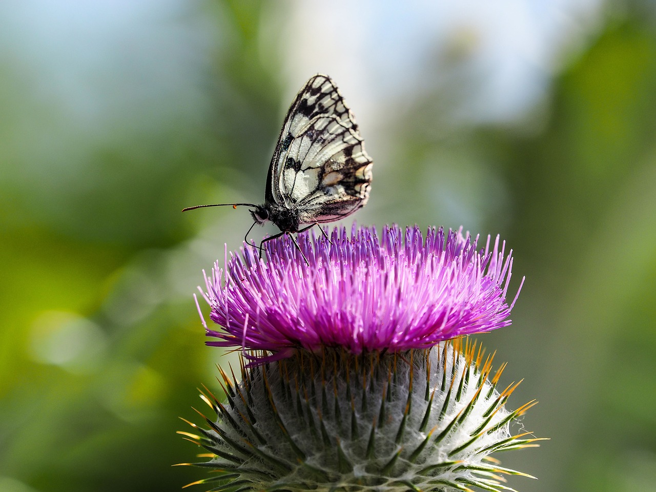 butterfly nature half-mourning free photo