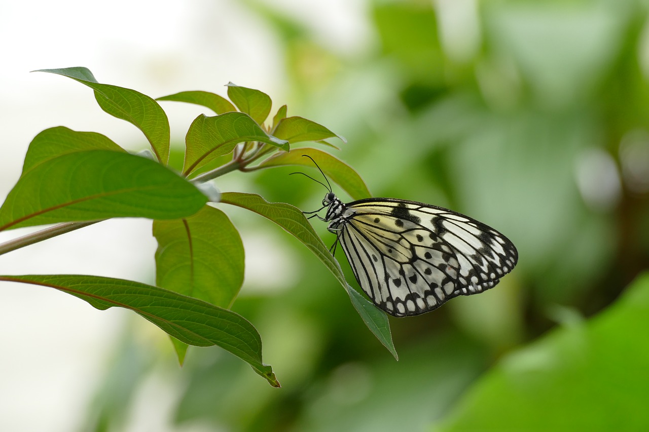 butterfly spring summer free photo