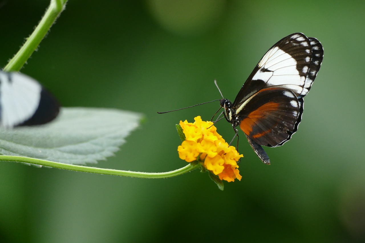 butterfly love nature free photo