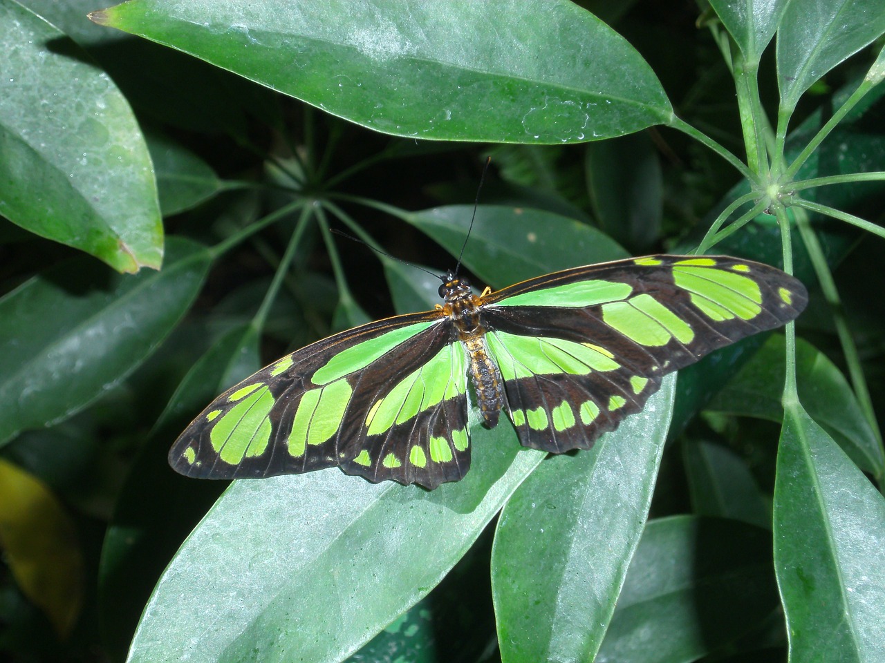Зелёная бабочка фото