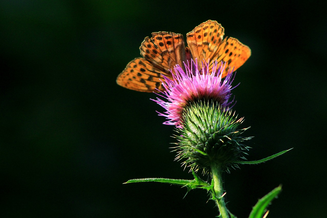 butterfly nature spring free photo