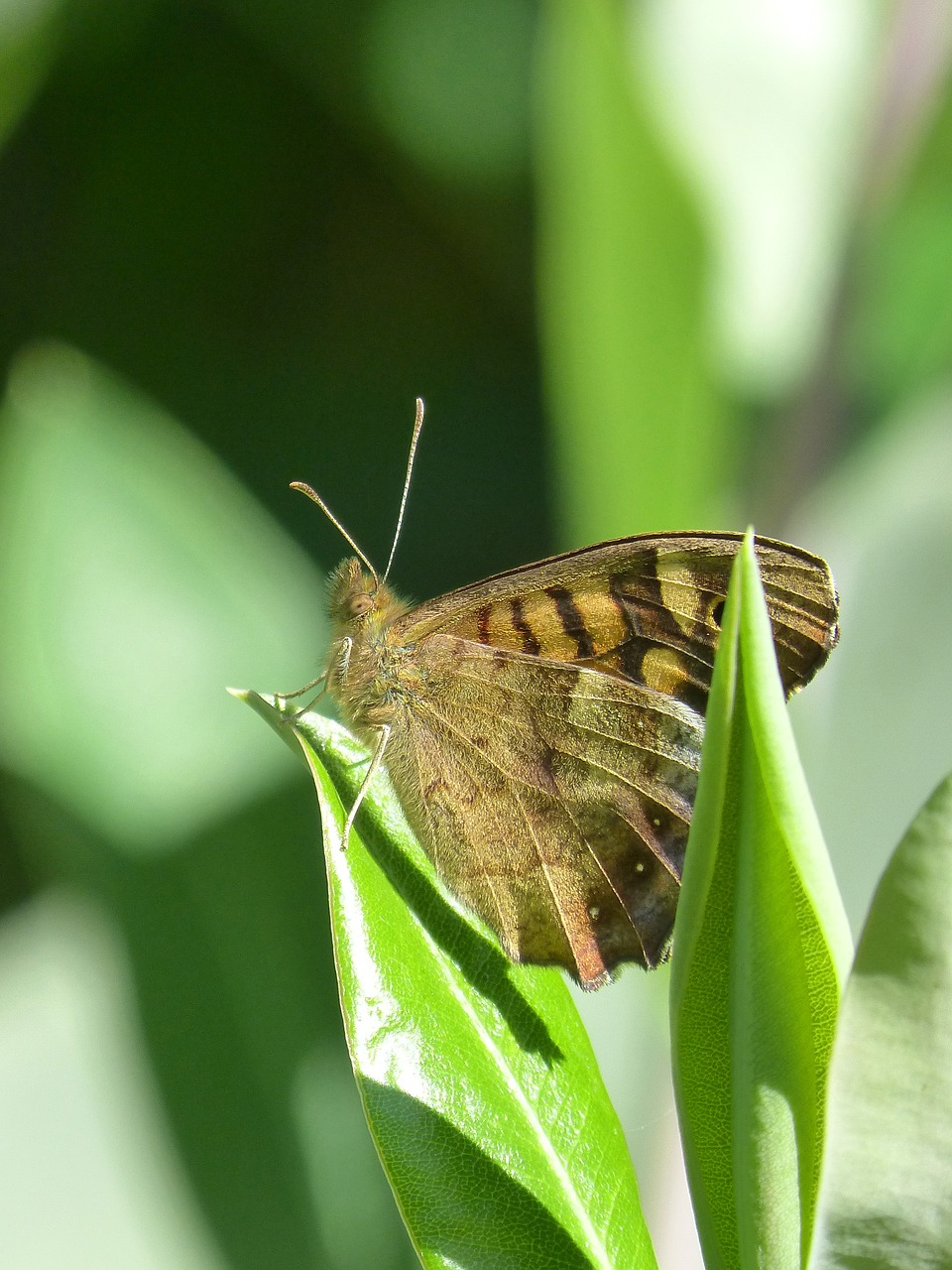 butterfly pararge aegeria bruna bosc free photo