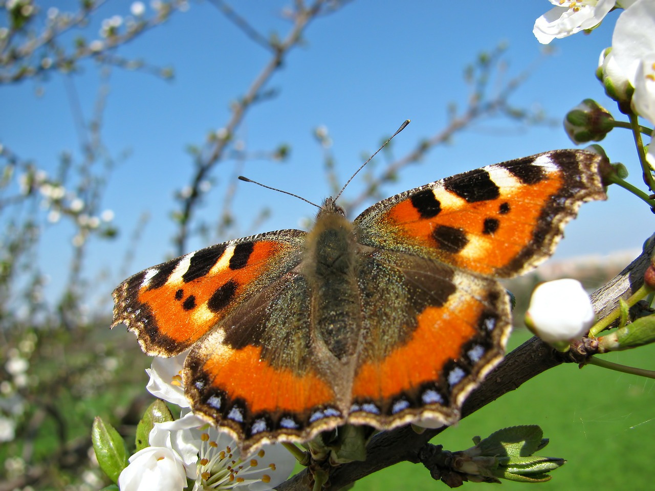 butterfly insect insects free photo