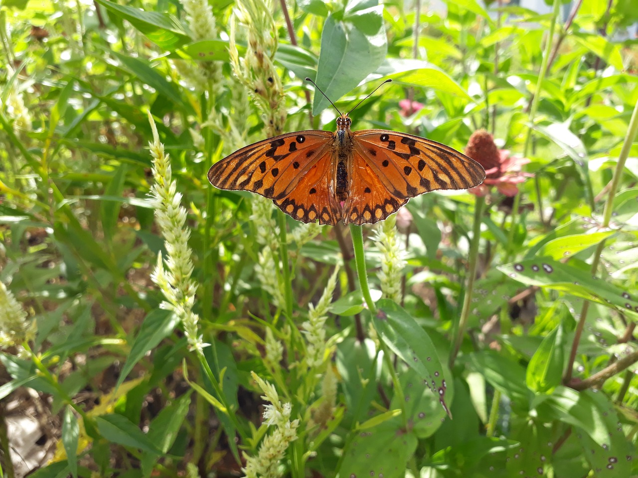 butterfly garden green free photo