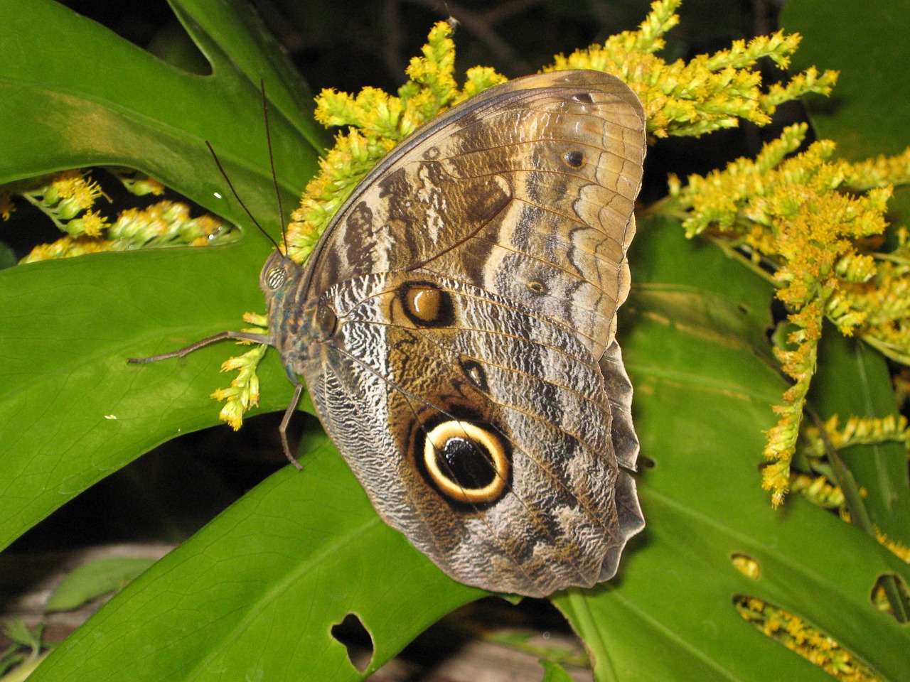 butterfly insect nature free photo