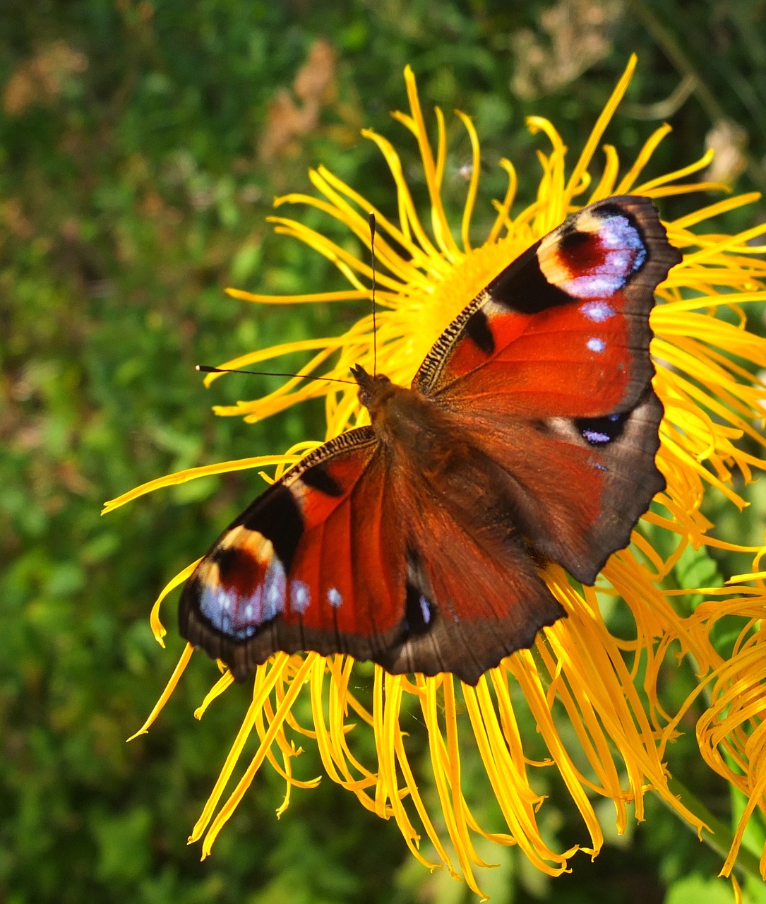 butterfly flower summer free photo