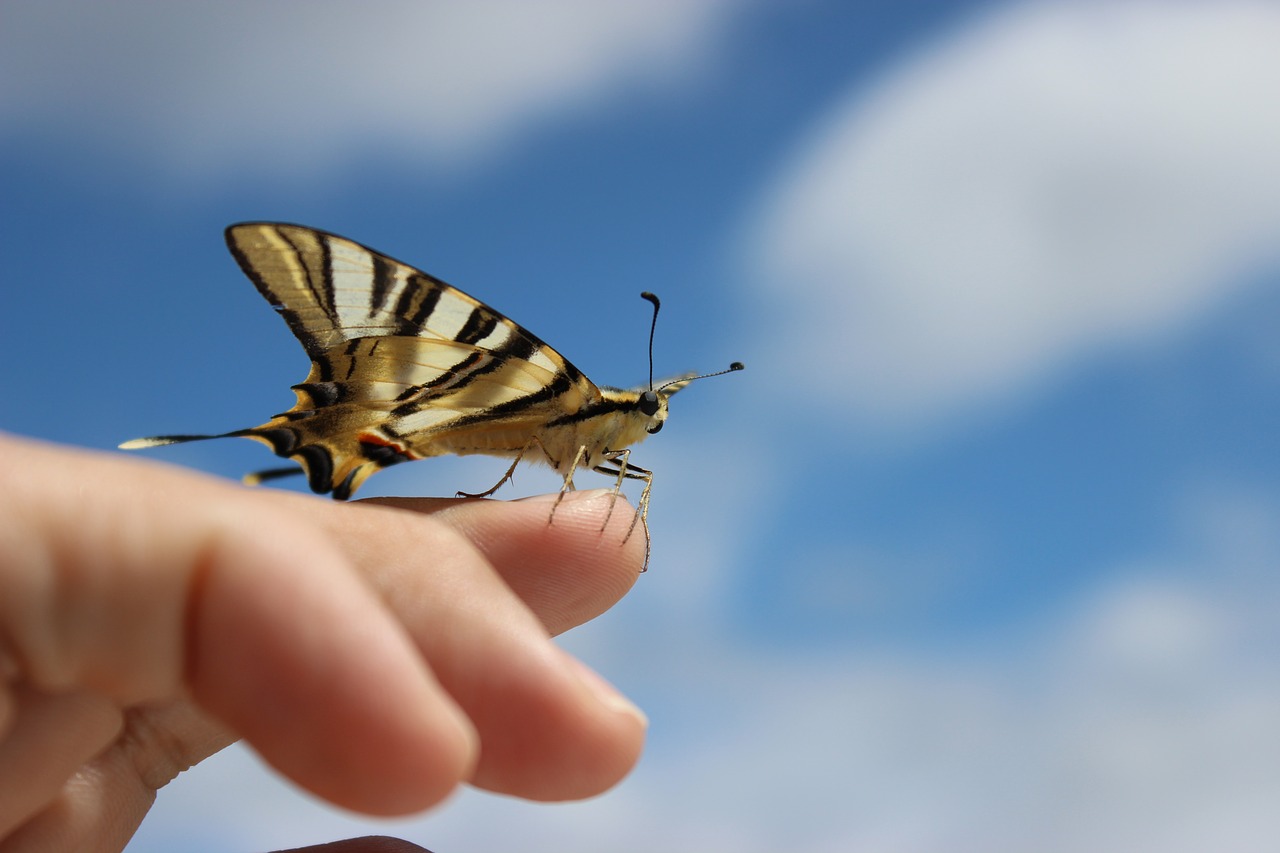 butterfly ourem portugal free photo