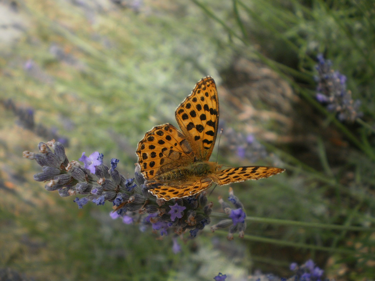 butterfly lavender orange free photo