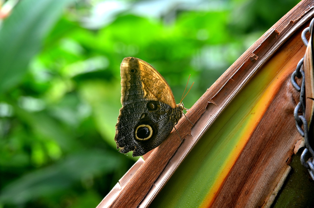 butterfly nature insect free photo